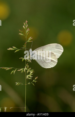 Holz weiß (Leptidea Sinapis) ruht. Stockfoto