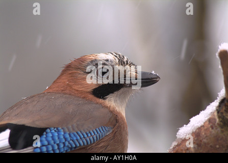 Eichelhäher (Garrulus Glandarius). Stockfoto