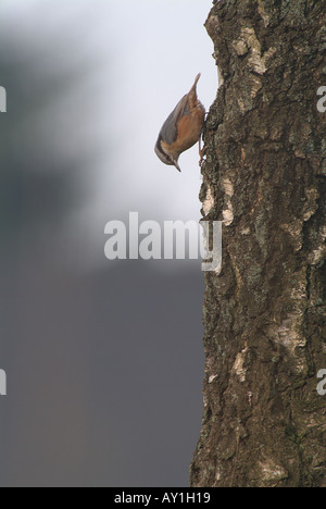 Eurasische Kleiber (Sitta Europaea). Stockfoto