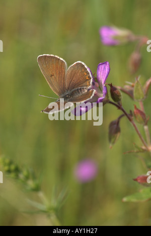Geranie Argus (Eumedonia Eumedon). Stockfoto