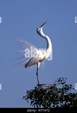 Großer Egret anzeigen, (Ardea Alba), Venedig Rookery, westlichen Florida, USA Stockfoto