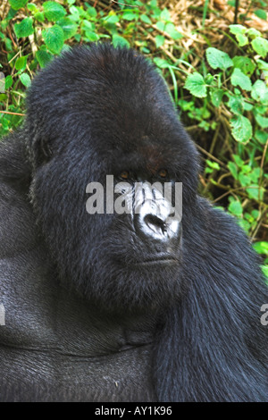 Mountain Gorilla Beringei Silverback dominante männliche Porträt im Bambuswald Parc Nationale de Vulkane Ruanda Stockfoto