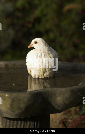 Eine weiße Taube sitzt ruhig in eine Vogeltränke. Stockfoto