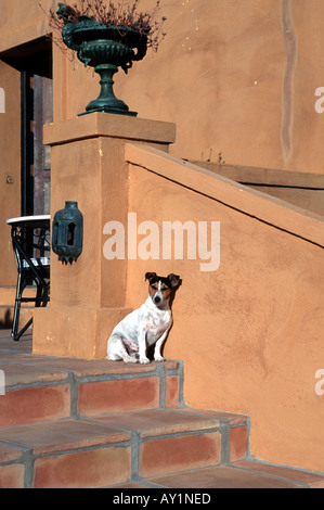 Jack Russell Terrier in Spanien Stockfoto