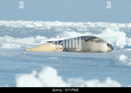 Harp Seal Mutter mit jungen (Pagophilus Groenlandicus) Stockfoto