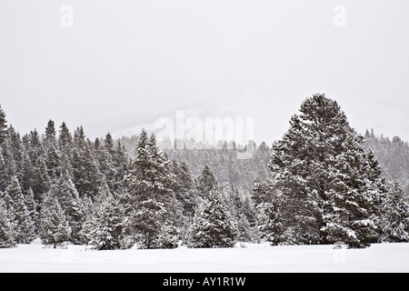 Lodgepole Kiefern (Pinus Contorta) mit Schnee bedeckt, während eines Schneesturms in den Big Horn-Berge von Wyoming Stockfoto