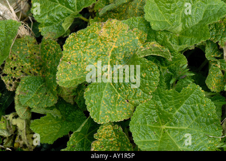 Stockrose Rost Puccinia Malvacearum auf oberen Blattoberfläche Stockrose Stockfoto