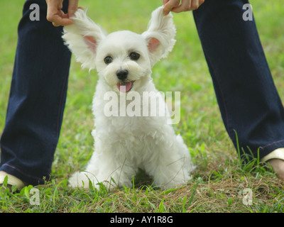 Niedrige Schnittansicht einer Mitte Erwachsene Frau mit den Ohren ein Malteser Hund Stockfoto