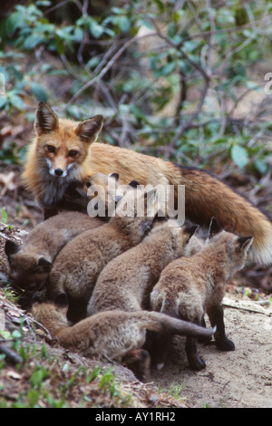 Rotfuchs Mutter mit Welpen (Vulpes Vulpes) Stockfoto