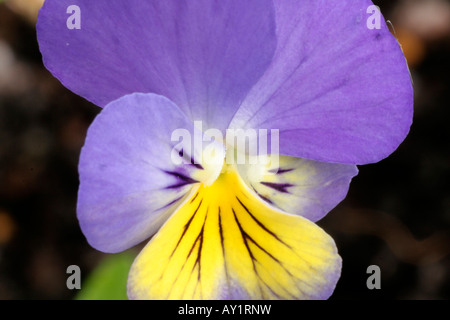 Viola Ardross Gem Stockfoto