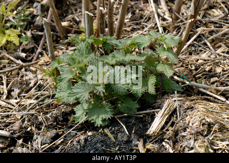 Vorsaison Nachwachsen der Brennnessel Urtica Dioica Triebe an der Basis der Himbeere Stöcke Stockfoto