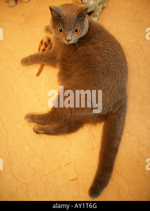 Erhöhte Ansicht einer Katze liegend Stockfoto