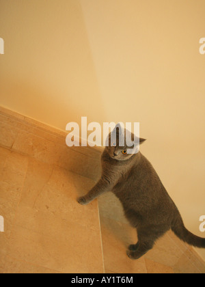 Erhöhte Ansicht von einer Katze, die auf einer Treppe steht Stockfoto