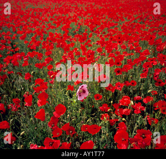 Einzigen rosa Mohn in einem Feld von rot. Kent, England UK. Stockfoto