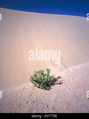 Meer Wolfsmilch Euphorbia Paralias wachsen am Fuße einer Sanddüne. Corralejo, Fuerteventura, Kanarische Inseln, Spanien. Stockfoto