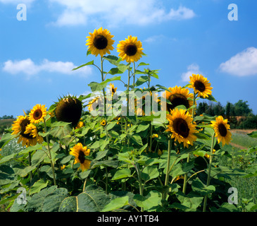 Gruppe von Sonnenblumen wachsen in das Darenth Tal, Kent, England, UK Stockfoto