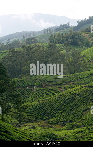 Boh-Teeplantage in Cameron Highlands, Malaysia Stockfoto