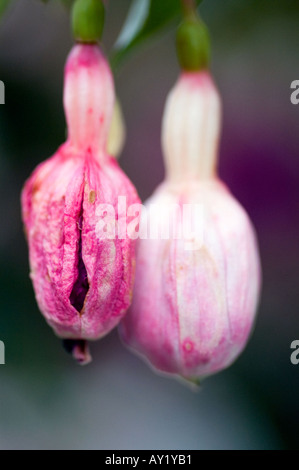 Alt und jung Blütenknospen Stockfoto