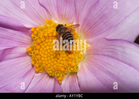 Dahlia Imperialis Stockfoto