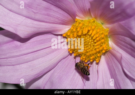 Dahlia Imperialis Stockfoto