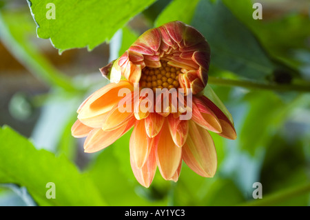 Nahaufnahme einer halben Blüte rot und orange gefärbten Dahlia Blume Stockfoto