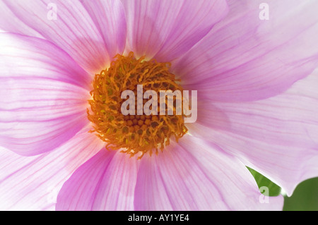 Dahlia Imperialis Stockfoto