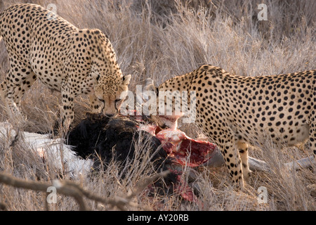 Afrika, Afrika, Kenia, Kenianer, Lewa Downs, Gepard, Geparden, Stockfoto