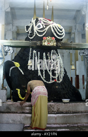 Ein Priester bereitet eine Puja im Bull Tempel in der daraus Distrikt Bangalore. Stockfoto