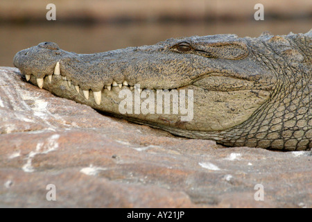 Ein Sumpf oder Mugger-Krokodil (Crocodylus Palustris) sonnt sich in der späten Nachmittagssonne auf einem Felsen in Indien. Stockfoto