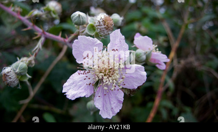 BlackBerry Blume, England, UK Stockfoto