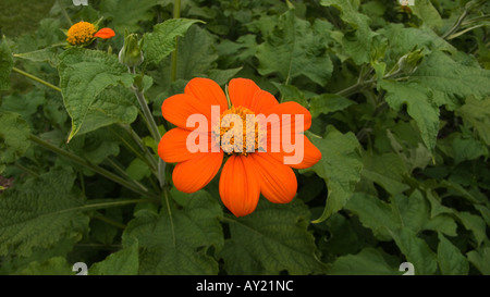 Chrysantheme, England, Vereinigtes Königreich Stockfoto