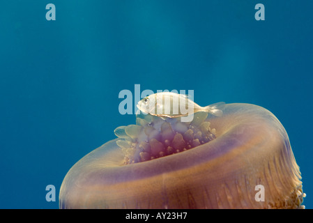 Eine Krone oder Blumenkohl Qualle Cephea Cephea auf dem Roten Meer Ägypten Foto von Adam Butler Stockfoto