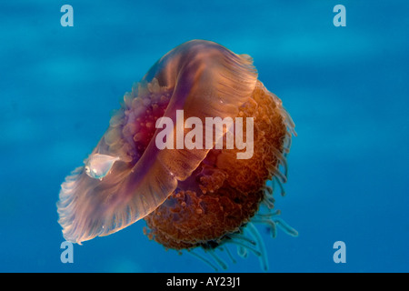 Eine Krone oder Blumenkohl Qualle Cephea Cephea auf dem Roten Meer Ägypten Foto von Adam Butler Stockfoto