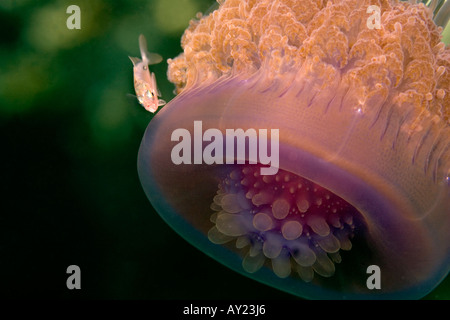 Eine Krone oder Blumenkohl Qualle Cephea Cephea auf dem Roten Meer Ägypten Foto von Adam Butler Stockfoto