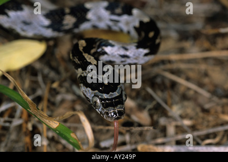 Western-Leier Schlange Trimorphodon Biscutatus Nicaragua Stockfoto