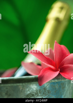 Nahaufnahme der Frangipani-Blüten mit einer Flasche Champagner in einem Eiskübel (Plumeria) Stockfoto