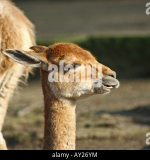 Baby Vicuña Closeup - Vicugna vicugna Stockfoto