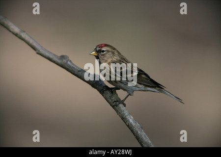 Geringerem Redpoll, Zuchtjahr Kabarett, einziger Vogel auf Zweig, Warwickshire Stockfoto