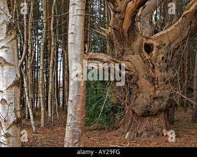 Alte knorrige Baum im Wald durch neue Birke norfolk England uk umgeben Stockfoto