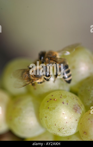 Bienen auf der Traube - Friaul Collio italia Stockfoto