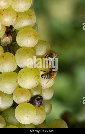 Bienen auf der Traube - Friaul Collio italia Stockfoto