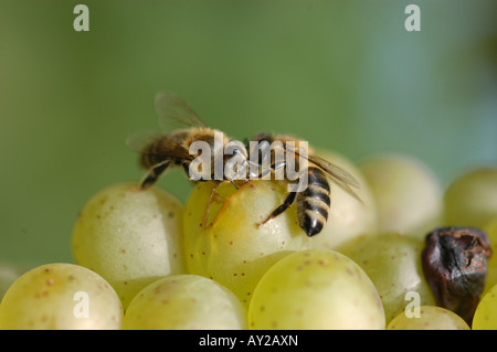 Bienen auf der Traube - Friaul Collio italia Stockfoto