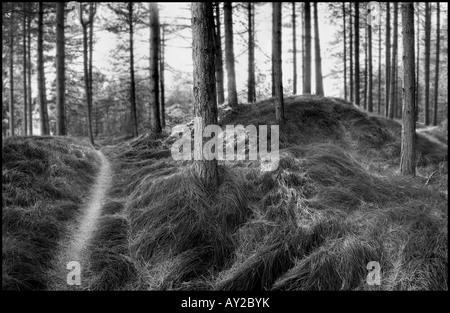 Schwarz / weiß Bild des Weges durch Pinienwälder Stockfoto