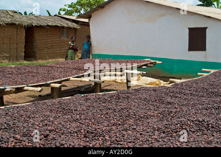 Fermentierte Kakaobohnen trocknen im afrikanischen Dorf, Ghana Westafrika Stockfoto