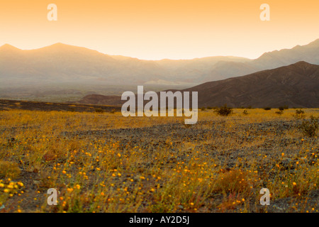 Wildblumen blühen im Frühling im Death Valley, Kalifornien, USA Stockfoto