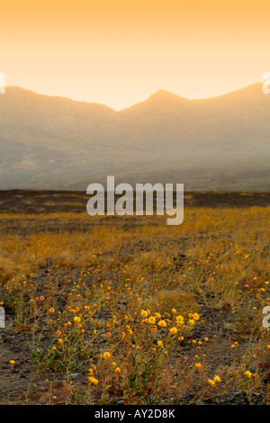 Wildblumen blühen im Frühling im Death Valley, Kalifornien, USA Stockfoto