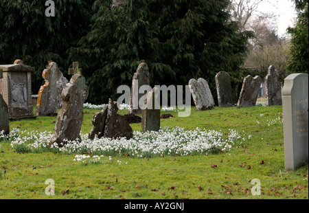 Schneeglöckchen im Kirchhof von St. Mary s Kirche Burford Shropshire England Galanthus im Frühjahr Stockfoto