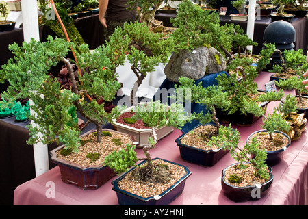 Anzeige der kleinen Bonsai-Bäume auf einem Tisch zu verkaufen Stockfoto