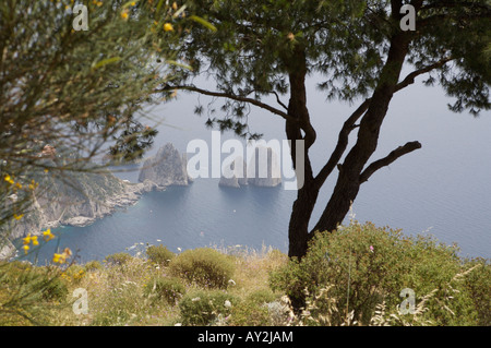 Ein Blick durch die Bäume von den Klippen und die Faraglioni Felsen in der Bucht von Neapel auf Capri genommen von einer erhöhten position Stockfoto