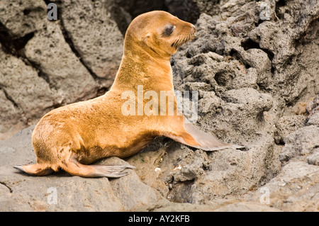 Juvenile Galapagos Fell zu versiegeln, Arctocephalus Galapagoensis, Puerto Egas, James Bay, Santiago, Galapagos-Inseln, Ecuador Stockfoto